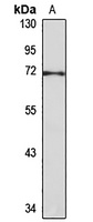 BVES antibody