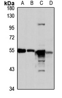 Bystin antibody