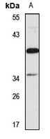 Bles03 antibody