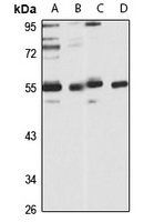Anti-C3a Receptor Antibody