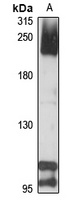 Complement C4-A antibody