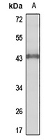 CANT1 antibody