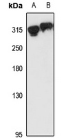 Anti-CASC5 Antibody