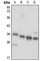 CCDC124 antibody