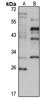 CCDC59 antibody