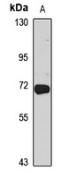 Anti-CCDC61 Antibody