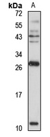 Anti-CCL19 Antibody