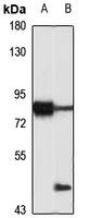 Cyclin K antibody