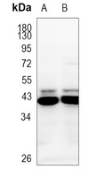 CCR9 antibody
