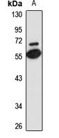 Anti-CD300a Antibody
