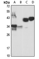 Anti-CD82 Antibody
