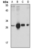 CD99-L2 antibody