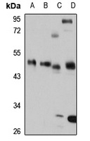 CDC123 antibody