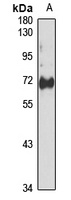 Anti-CDC7 Antibody