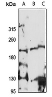 Anti-CDK12 Antibody