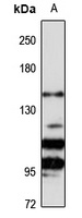Anti-CENPJ Antibody