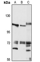 CEP112 antibody