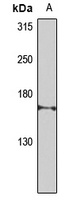 Anti-CEP164 Antibody