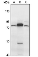 CEP63 antibody