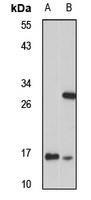 CHCHD2 antibody