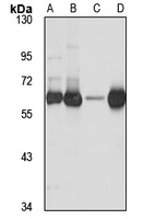 CHDH antibody