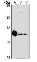 CHRM3 antibody