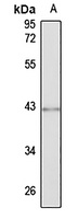 CHST10 antibody