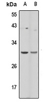 PCLN-1 antibody