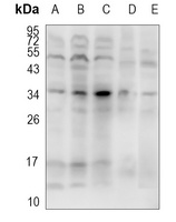 Anti-CD303 Antibody