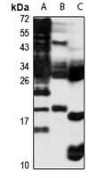 MDL-1 antibody