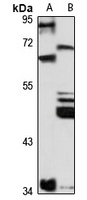 CNG-4 antibody