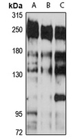 Anti-CNOT1 Antibody