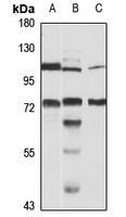 CDC36 antibody