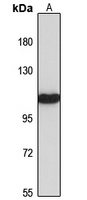 Contactin 6 antibody