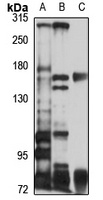 CASPR1 antibody