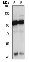 Anti-COPG2 Antibody