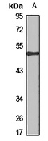 Carboxypeptidase M antibody
