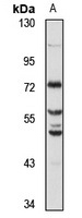 CREB3L3 antibody