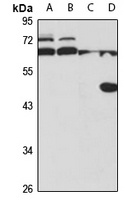 Anti-Zhangfei Antibody