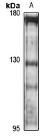 Delta-catenin antibody