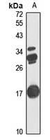 CUTA antibody