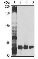 Anti-CUX1 Antibody