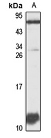 CXCL14 antibody
