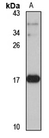 CXCL6 antibody