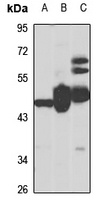 Cytochrome P450 7A1 antibody