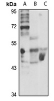 Anti-Cytohesin-2 Antibody