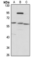 WDR23 antibody