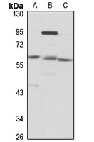 Anti-WDR23 Antibody