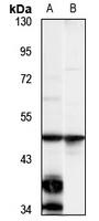 WDR40A antibody