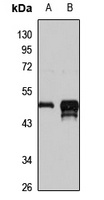 WDSOF1 antibody
